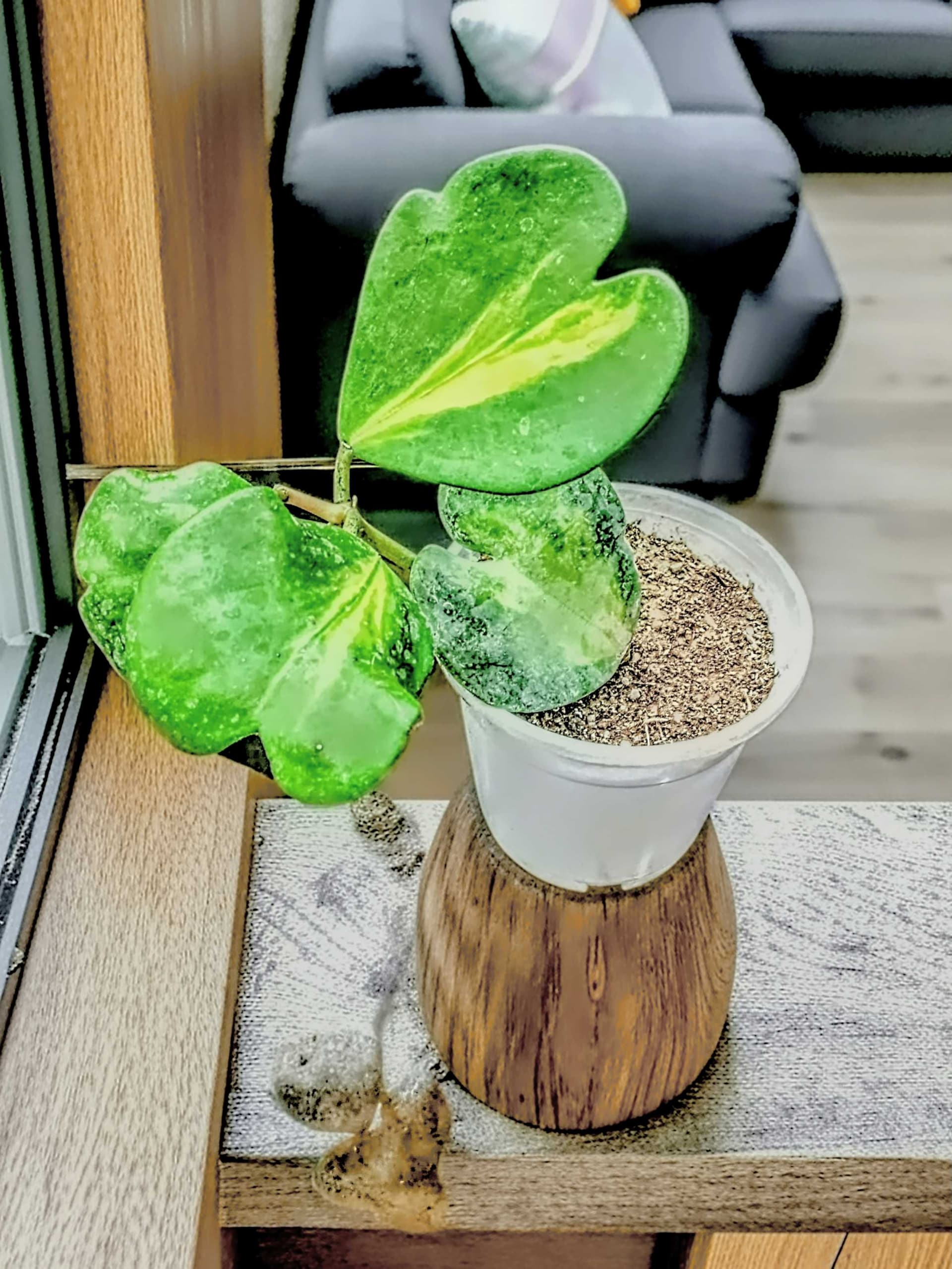 Hoya Kerrii