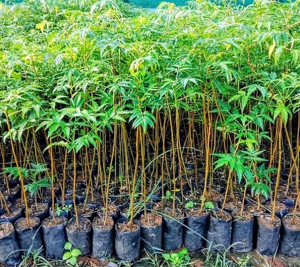Malabar Neem Plant (Pack of 5)