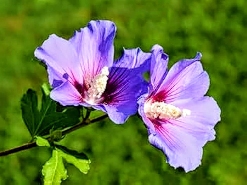 Blue Hibiscus (Nil Jaba) Plant