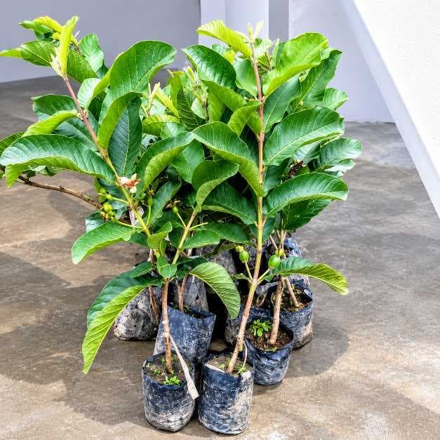 Red King Guava Plant