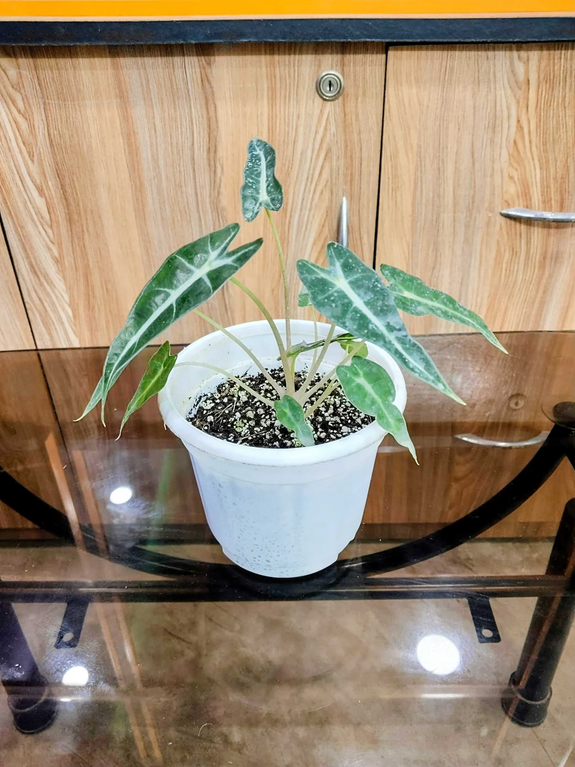 Alocasia Bambino