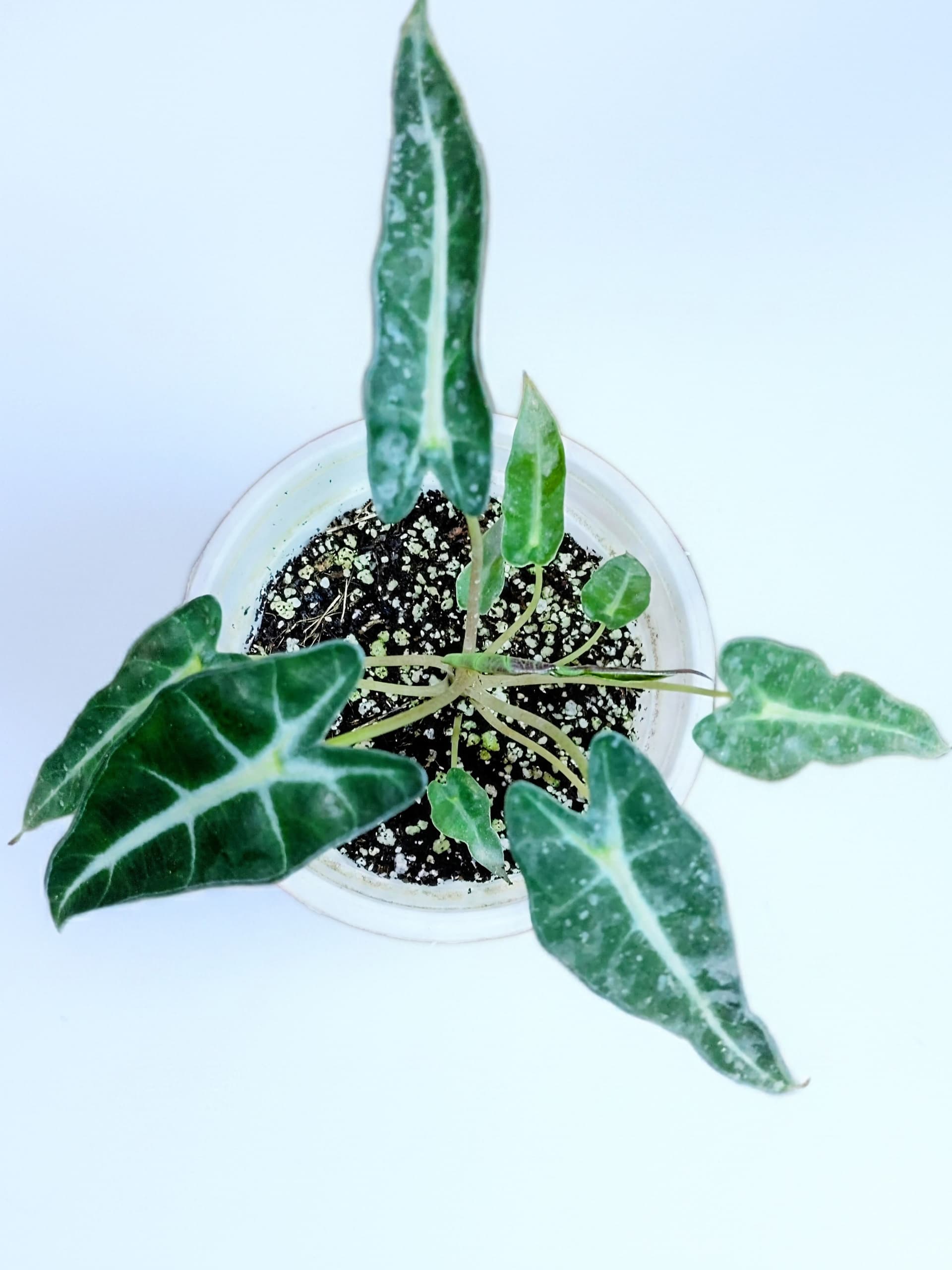 Alocasia Bambino