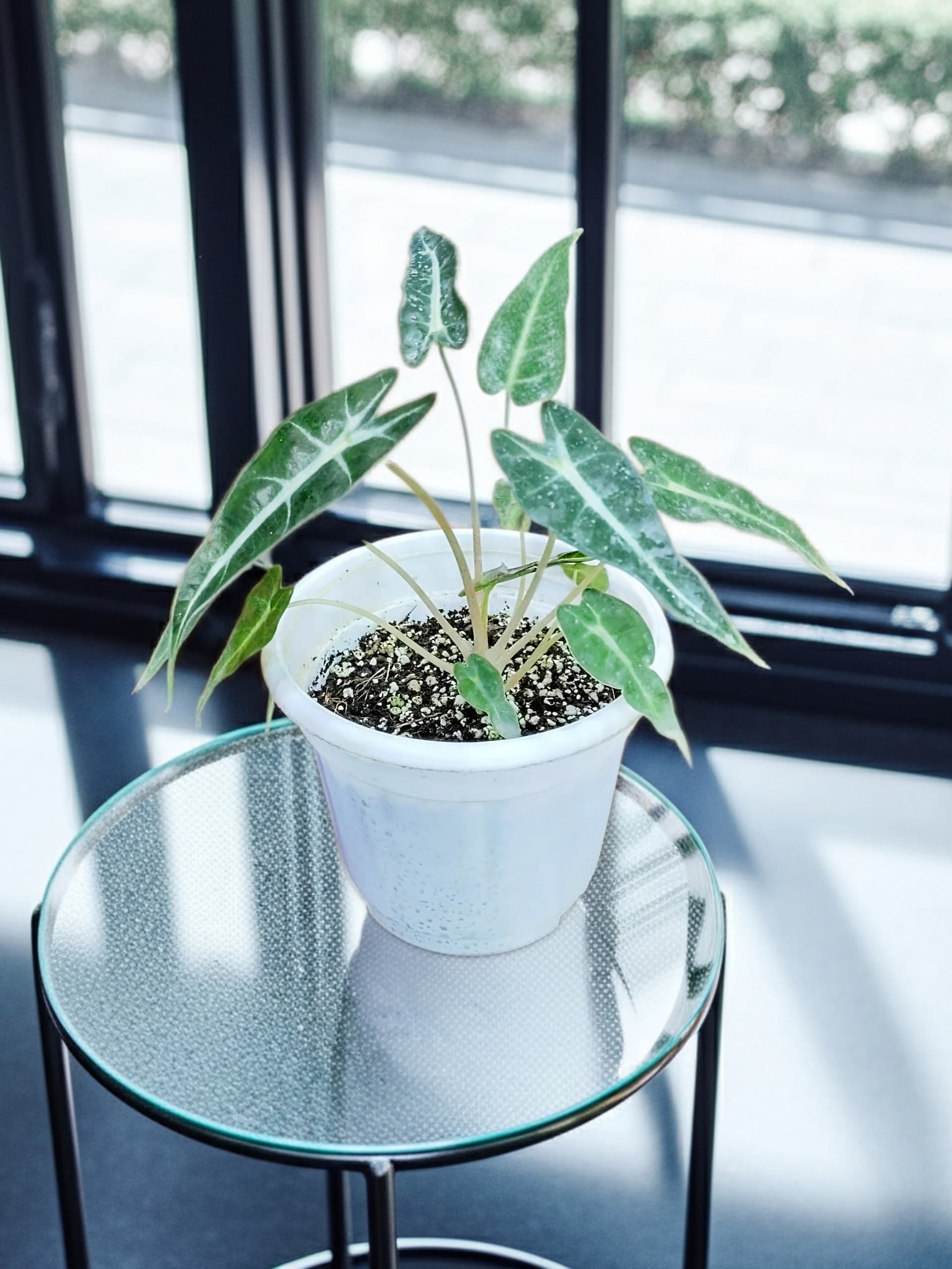Alocasia Bambino