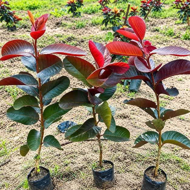 Black Diamond Guava Plant