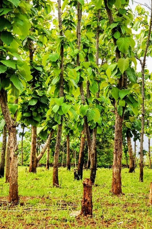 Teak (Sagwan) Plant (Pack of 5)