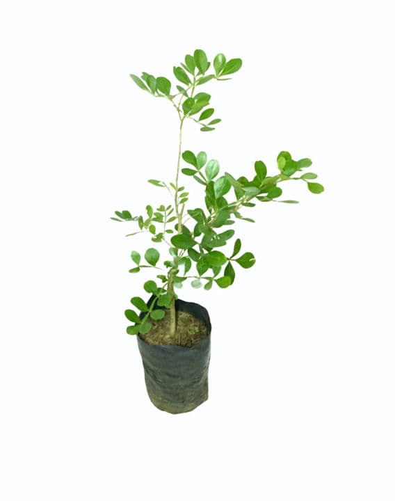 Wood Apple Plant