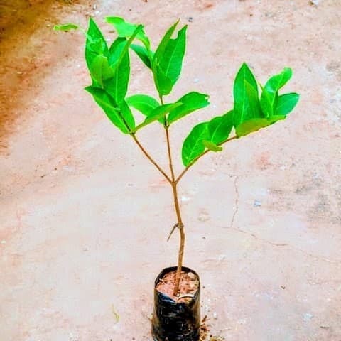 Water Apple Plant (Red)
