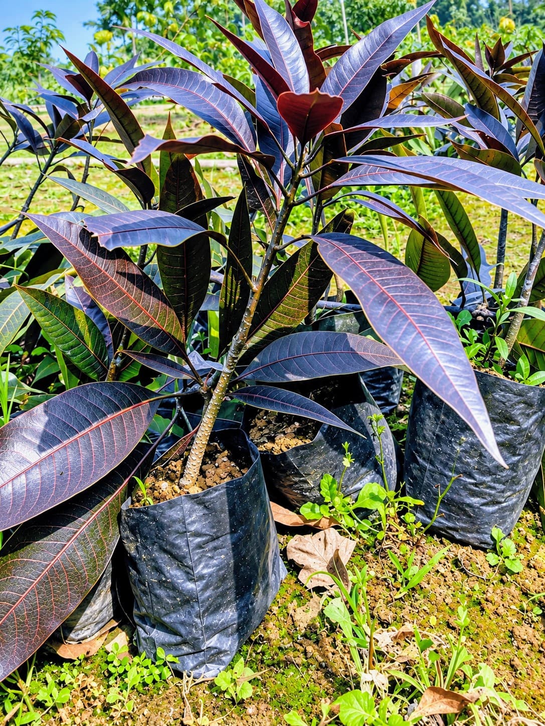 Kasturi Mango Plant
