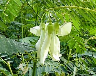Bok Phool Plant (White)