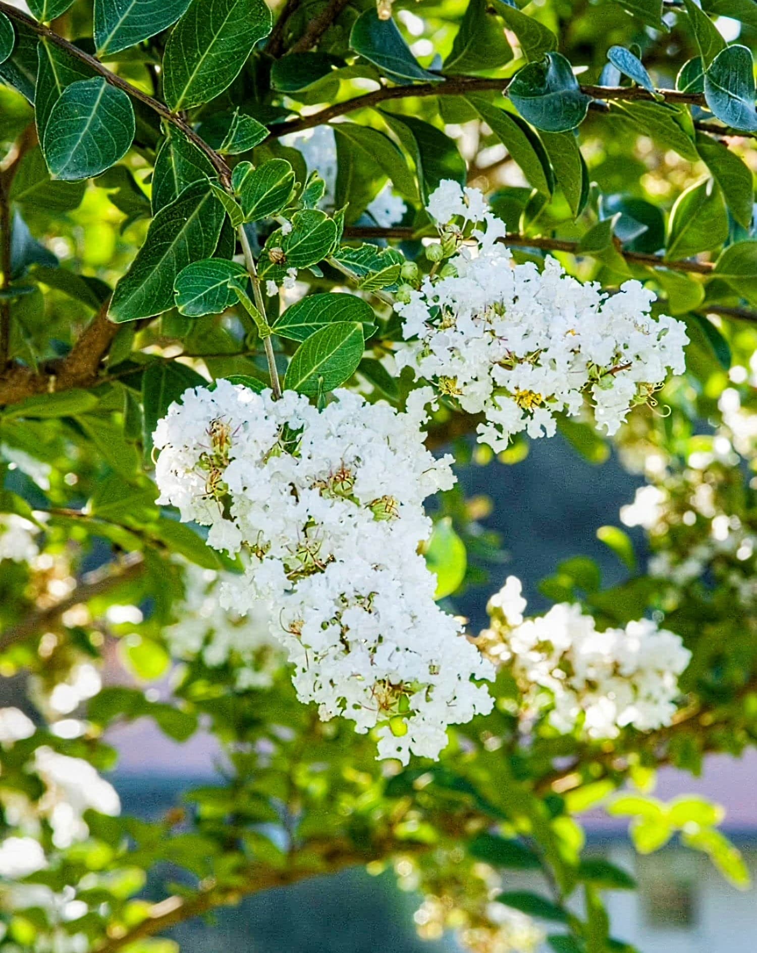 Furush Flower Plant (White)