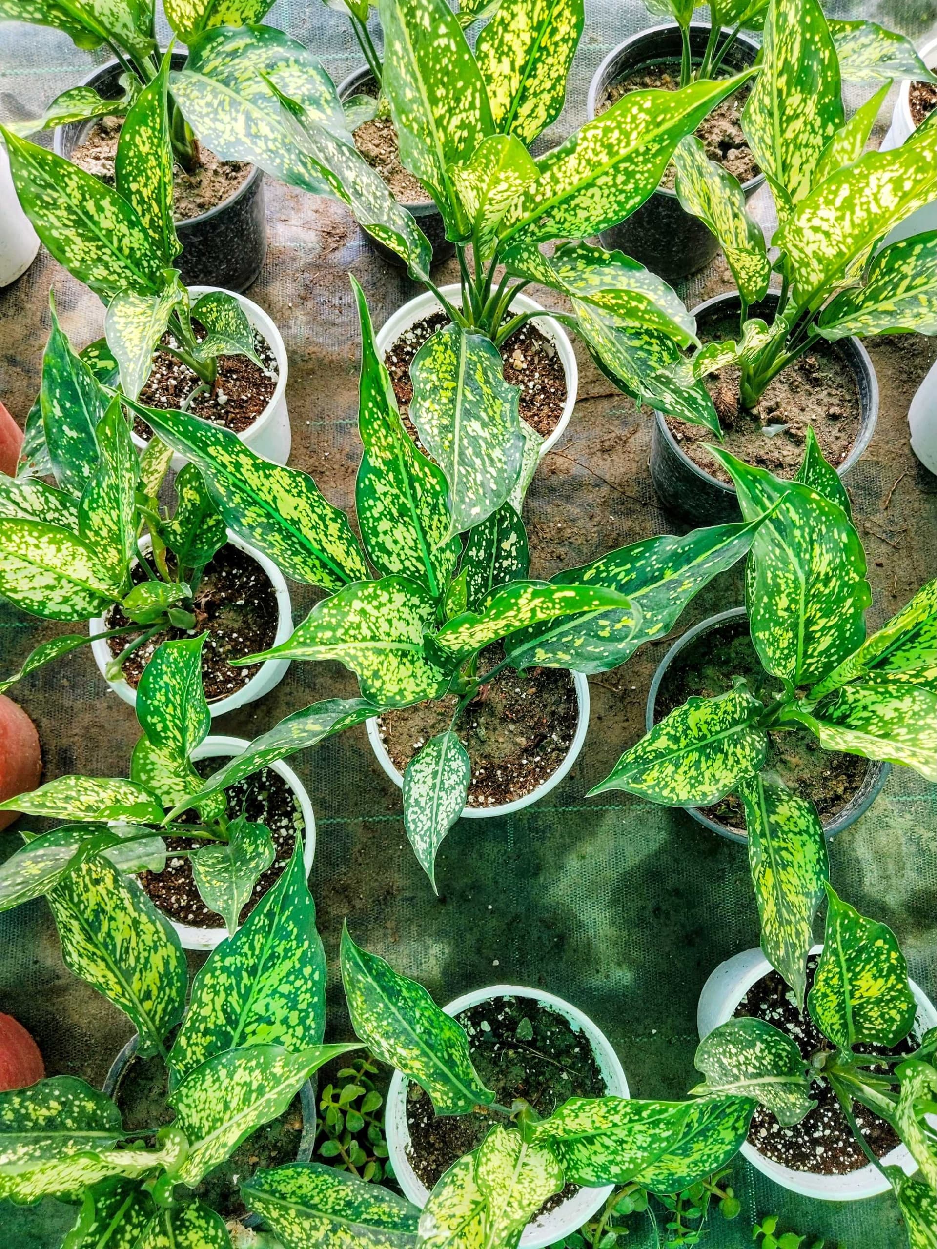Aglaonema Snow White