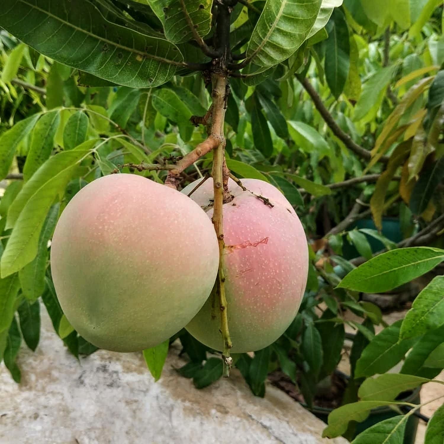 R2E2 Mango Plant