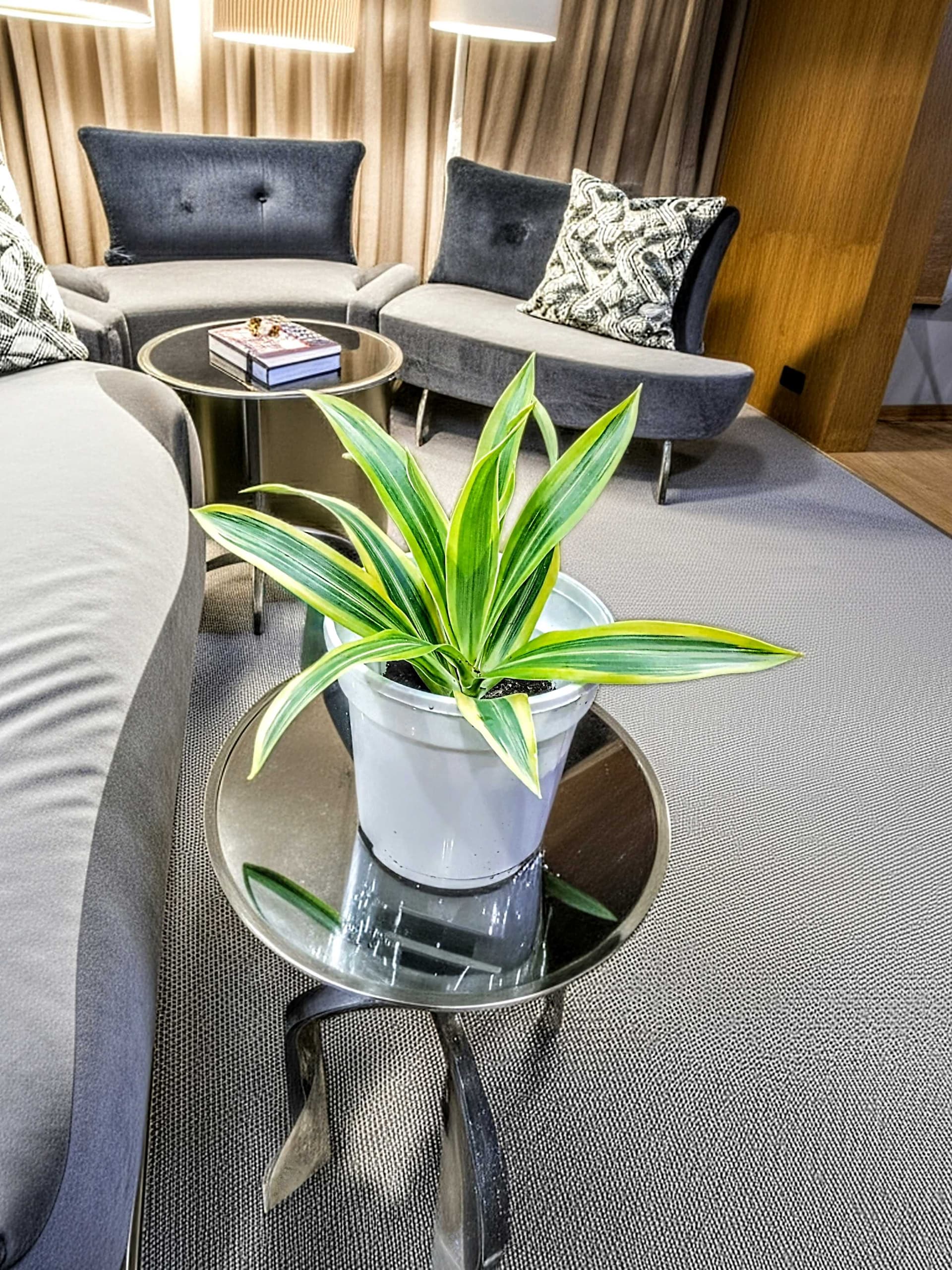 Dracaena Lemon Lime Plant