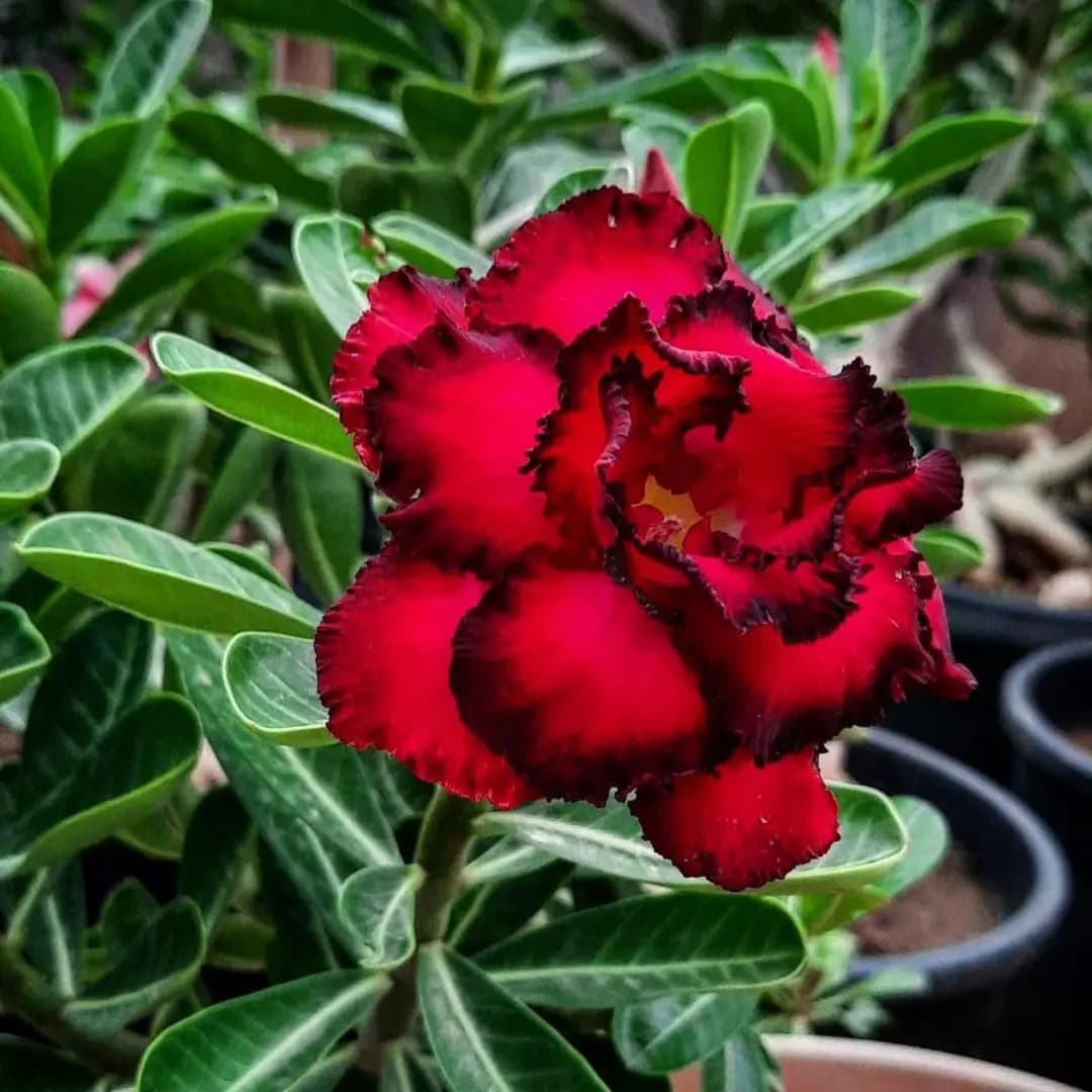 Red Adenium Plant