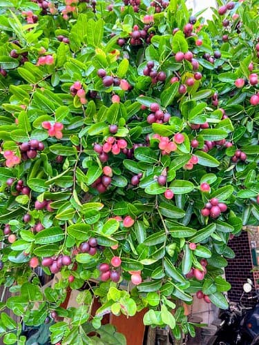 Karonda Plant (Carissa Carandas)