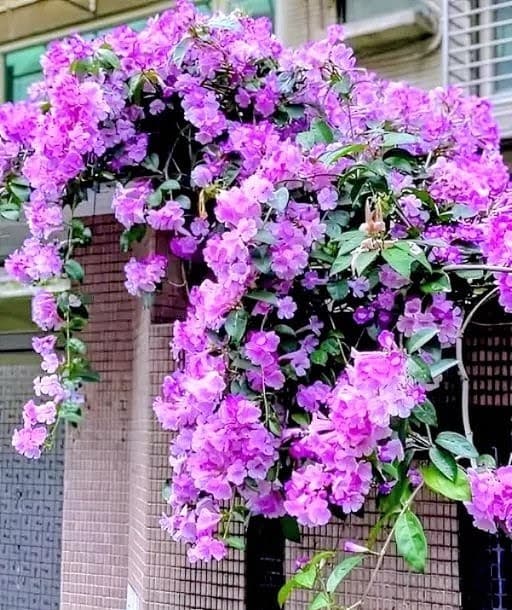 Garlic Vine (Roshan lata) Plant
