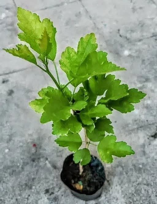 Blue Hibiscus (Nil Jaba) Plant