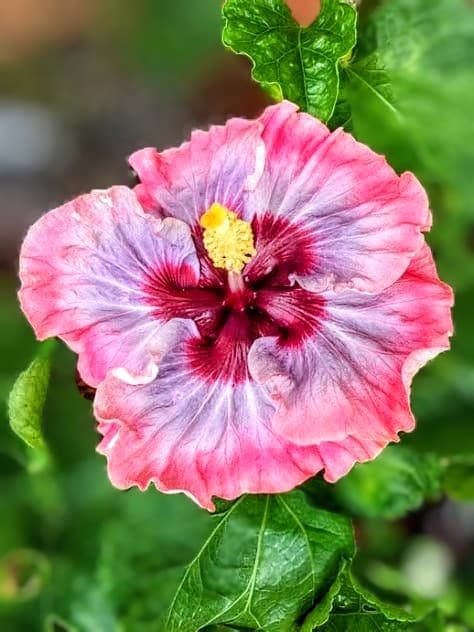 Dark Princess Hibiscus Plant