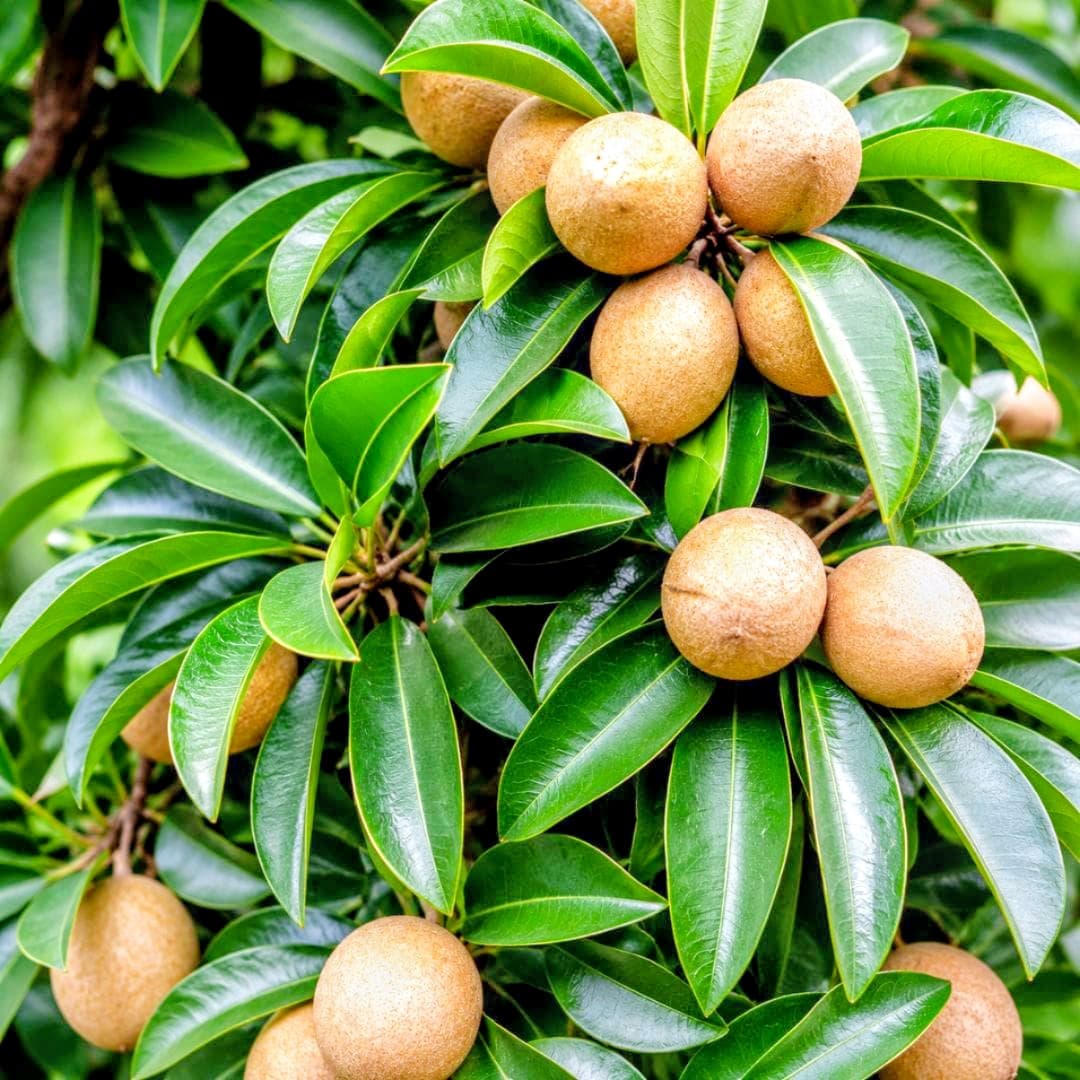 Chiku Plant (Kalapati)