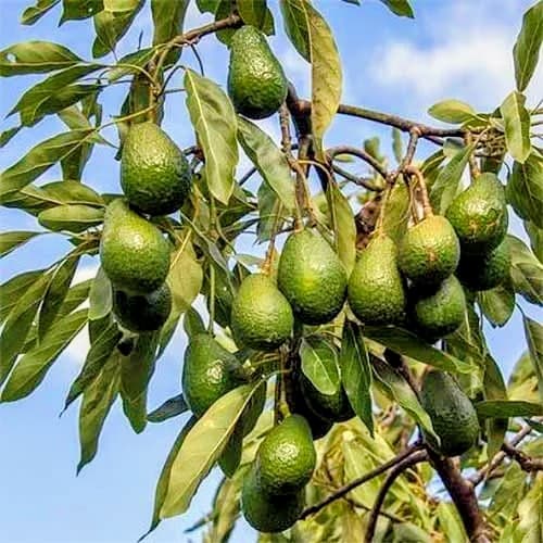 Avocado Plant