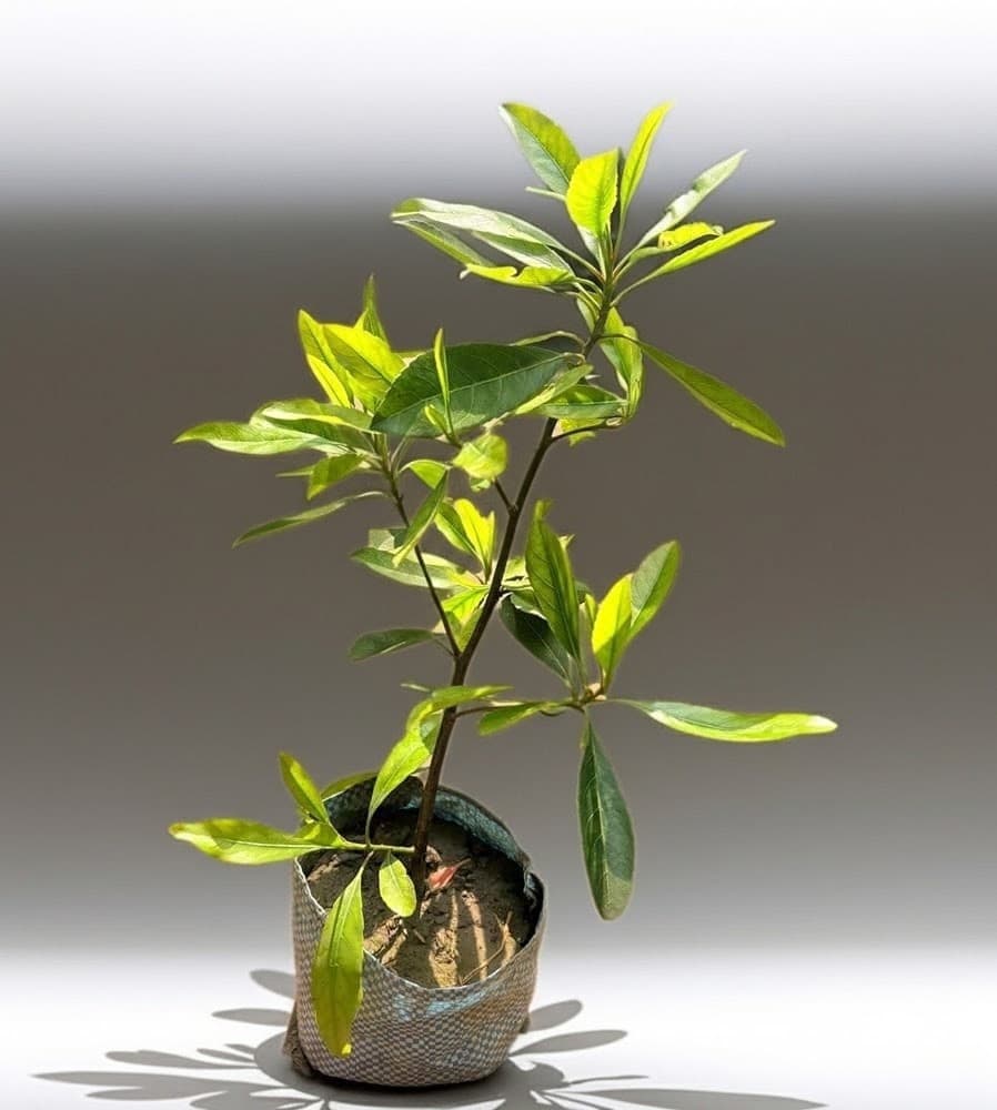 Olive Plant