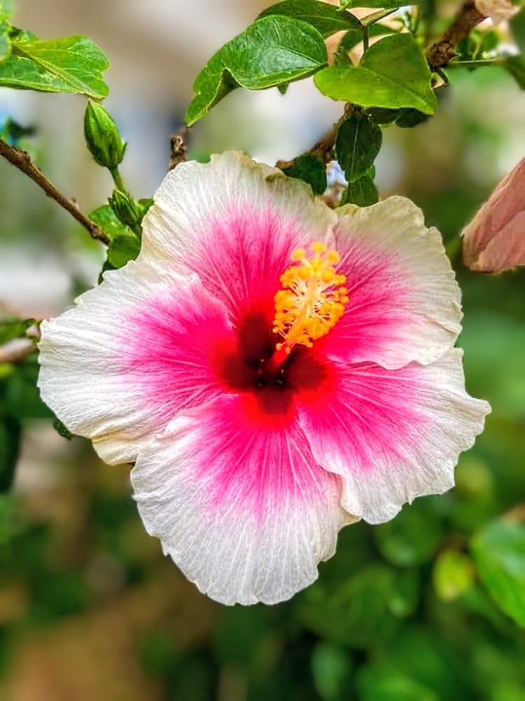 Japanese Rose Hibiscus Plant (White-Pink)