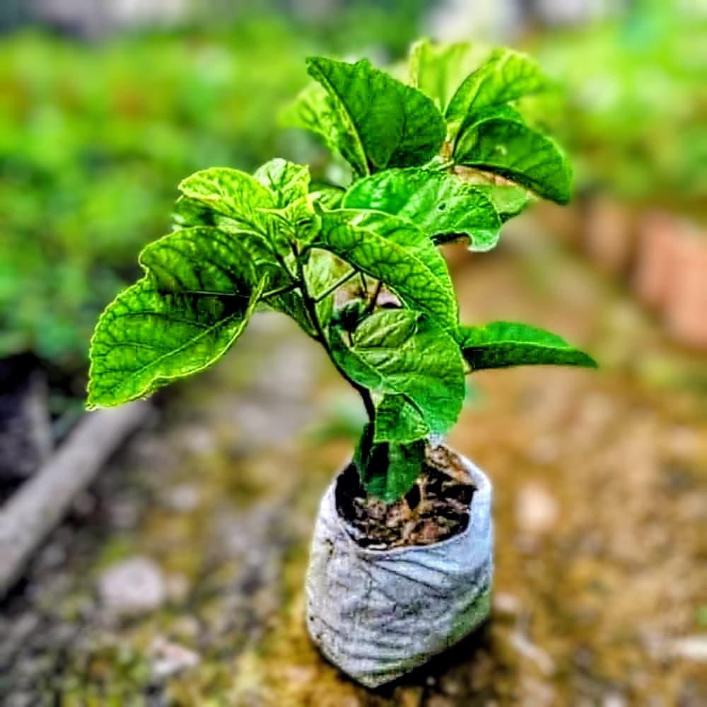 Dark Princess Hibiscus Plant