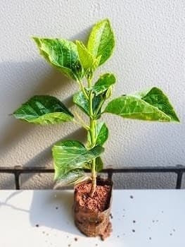 White Hibiscus Plant (Hybrid)