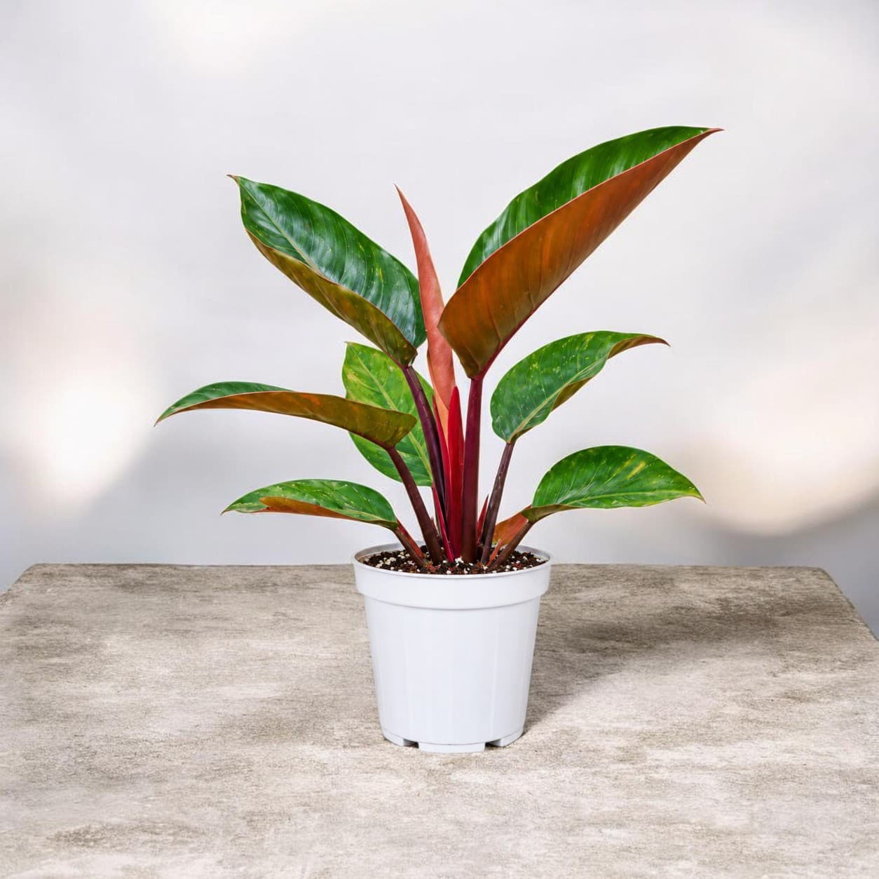 Philodendron Rojo Congo