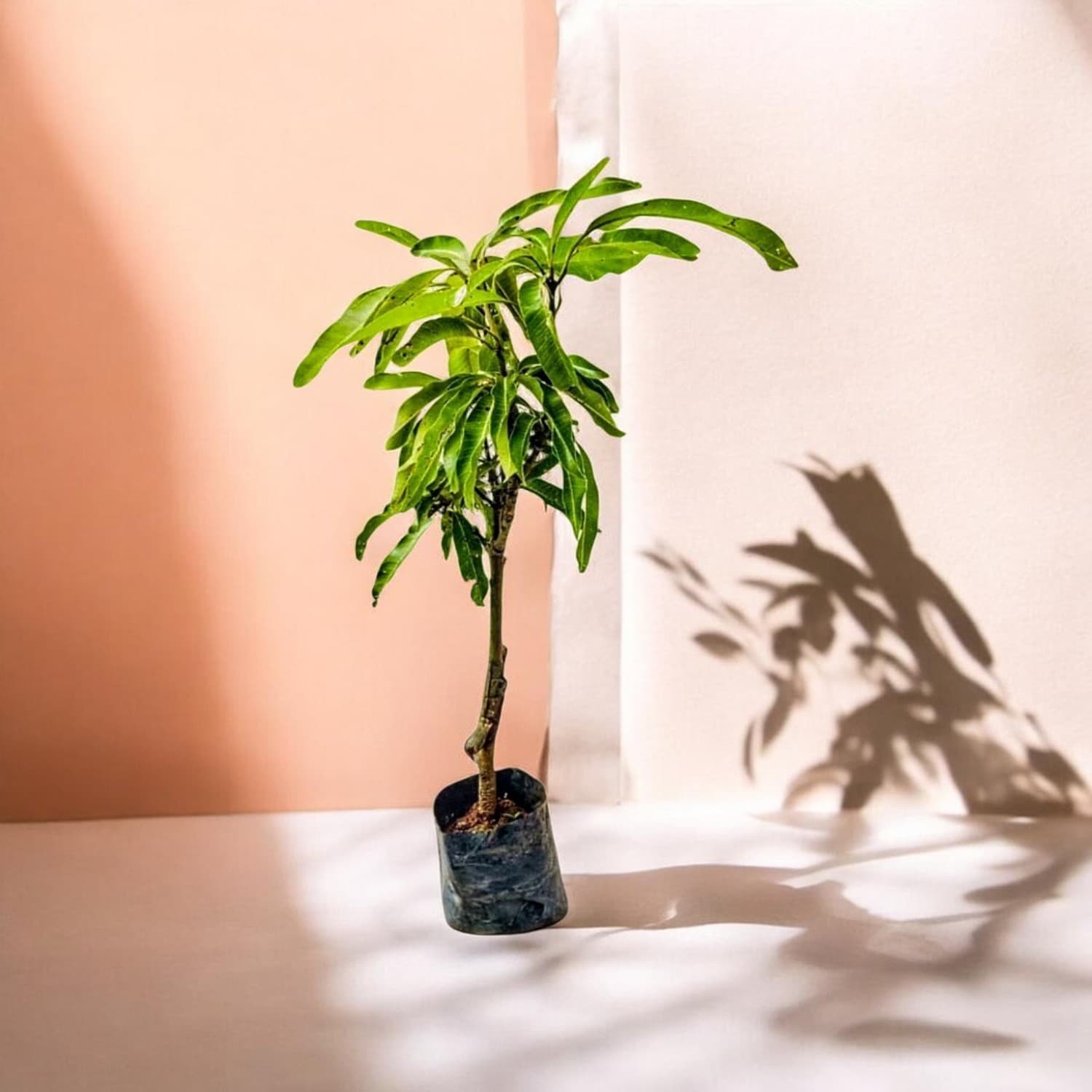 4 Kg Mango Plant