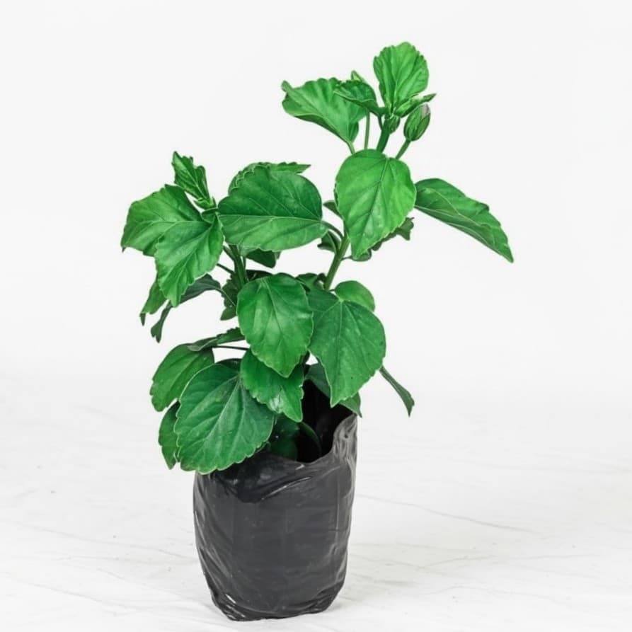 Anne Arundel Hibiscus Plant