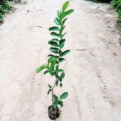 Guava (L-49) Plant
