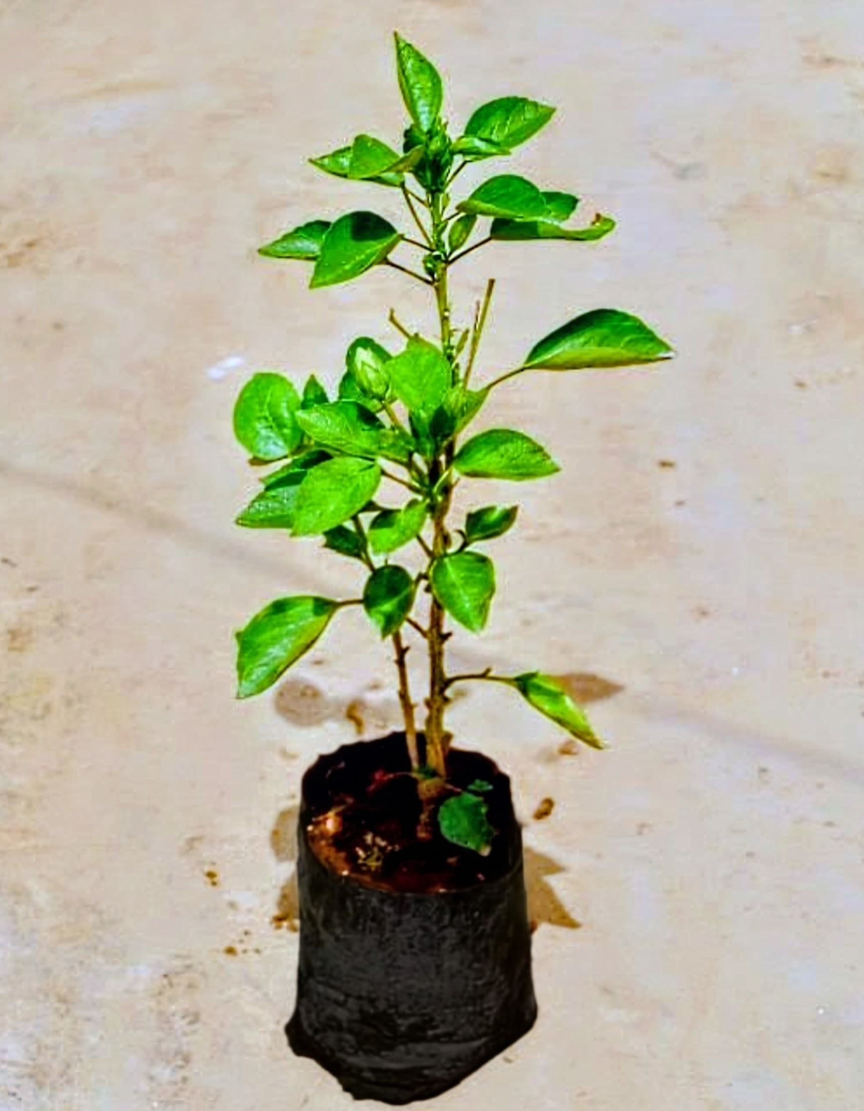 Australian Orange-Pink Hibiscus Plant
