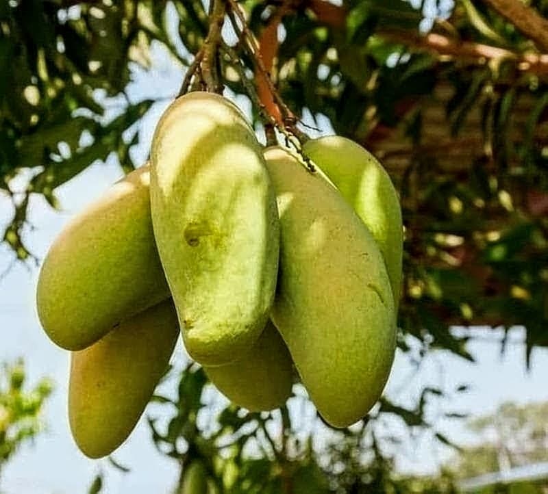 Kyuzai Mango Plant
