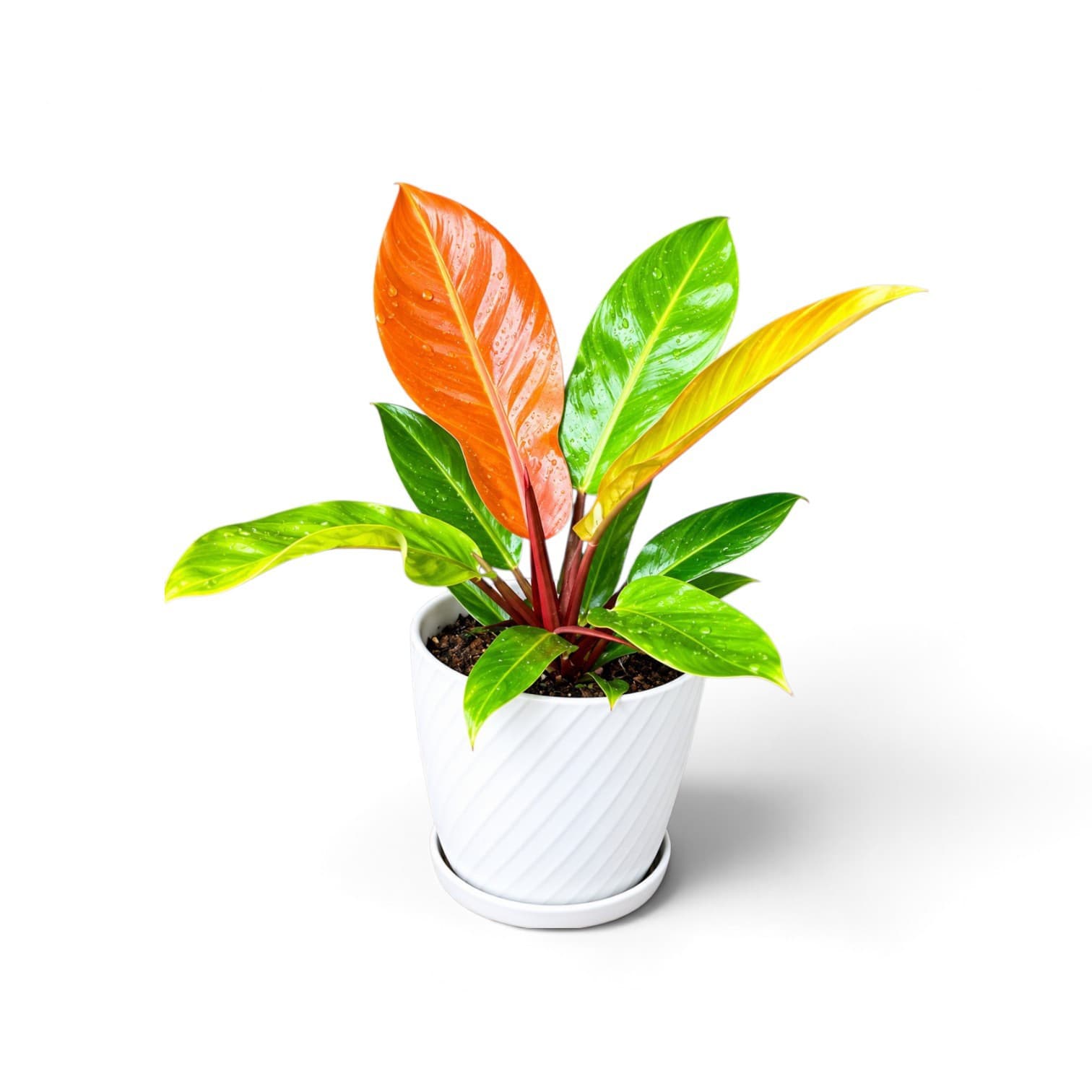 Philodendron Orange Princess