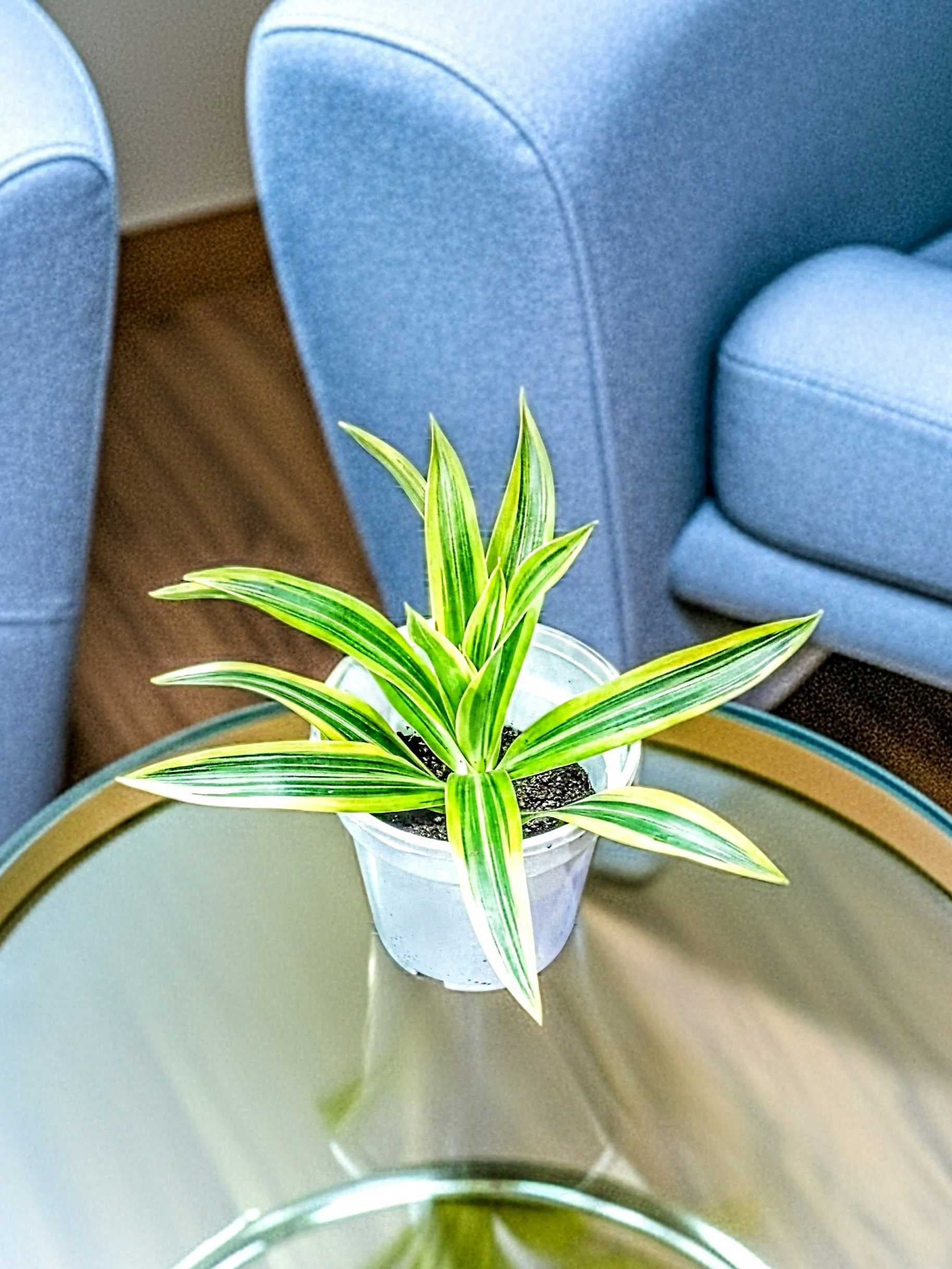 Dracaena Lemon Lime Plant