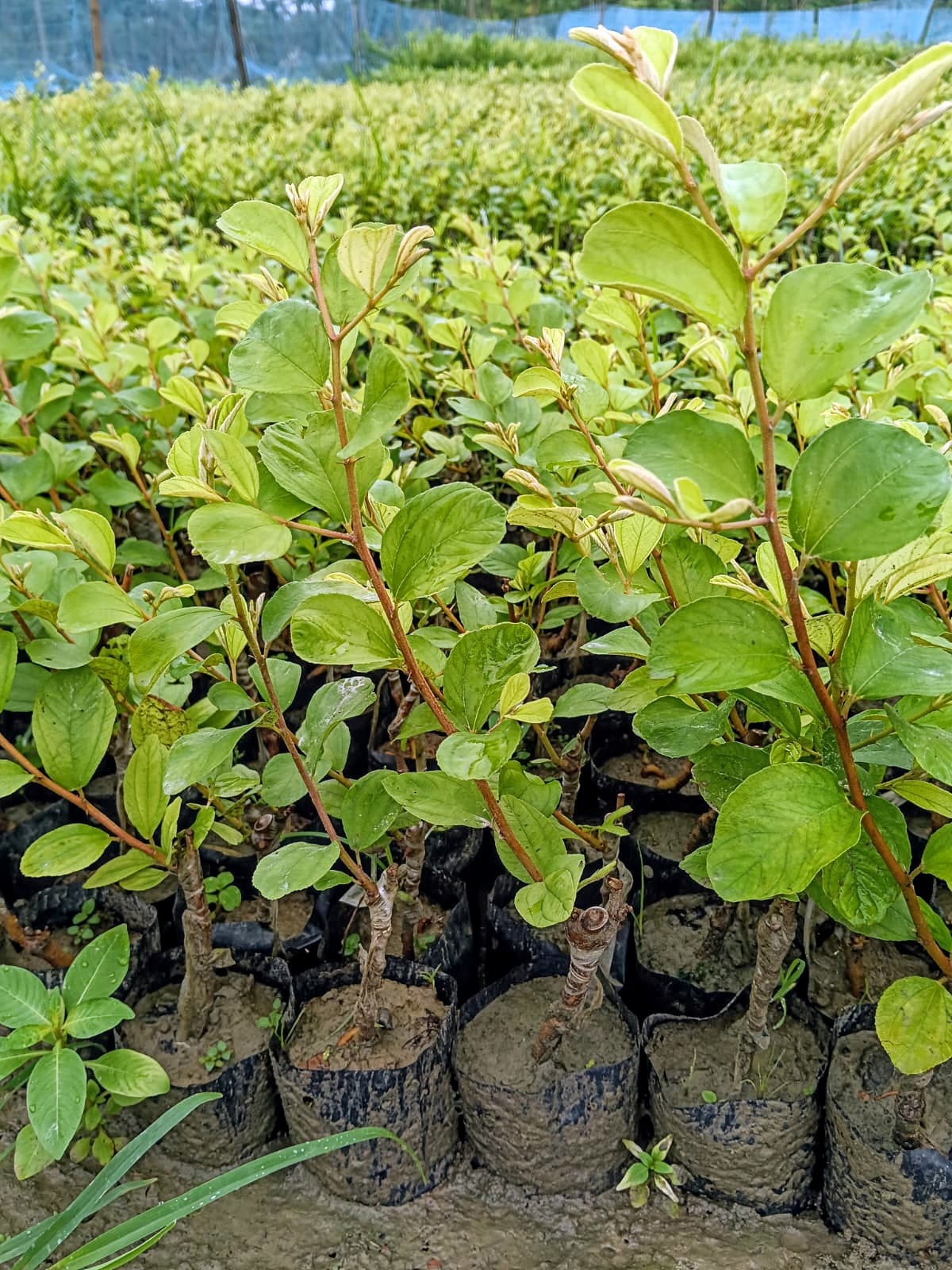 Ball Sundari Apple Ber Plant