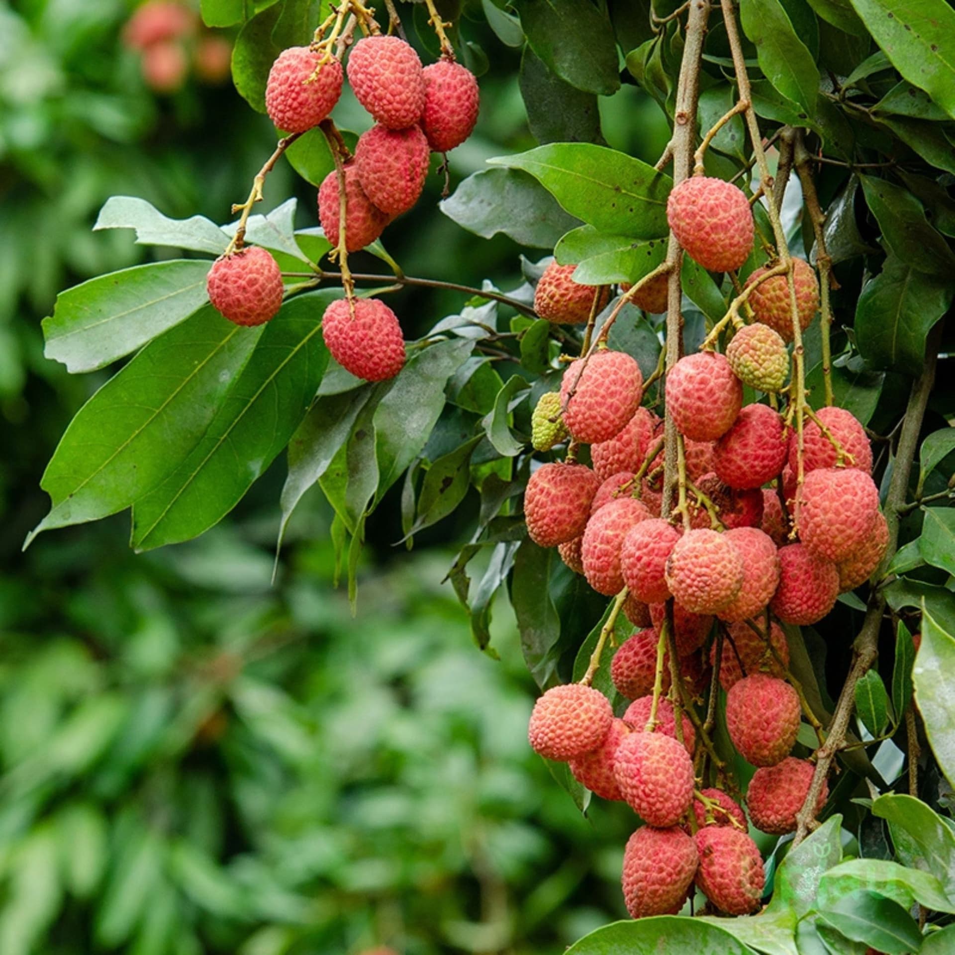 Lichi (Muzaffarpur)