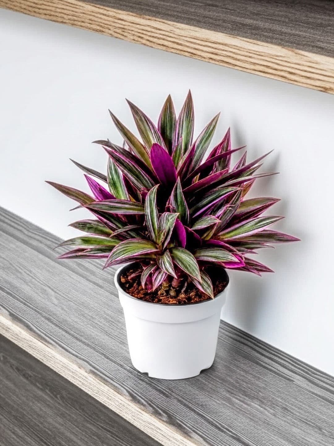 Rhoeo Plant