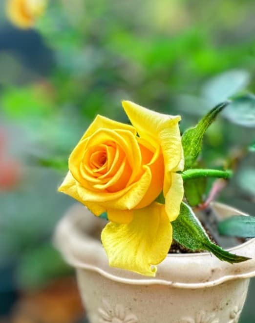 Gold Stick Rose Plant