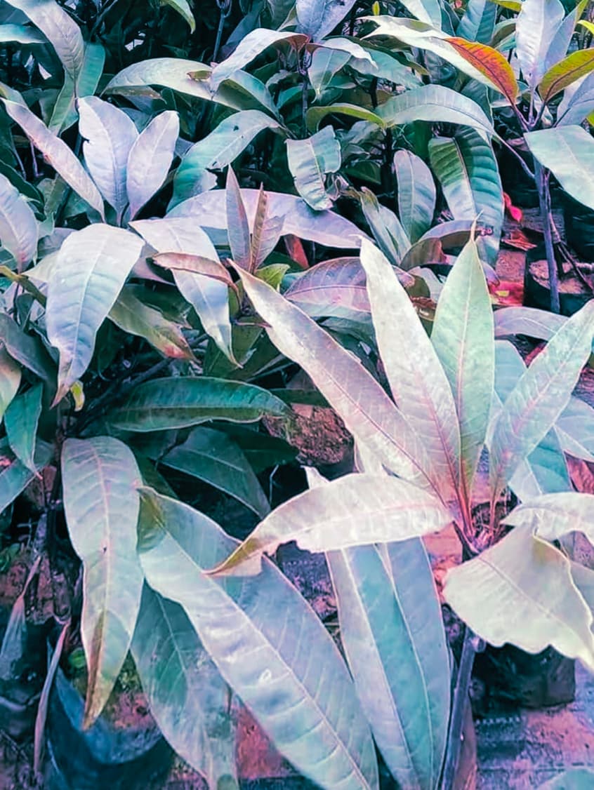Black Stone Mango Plant