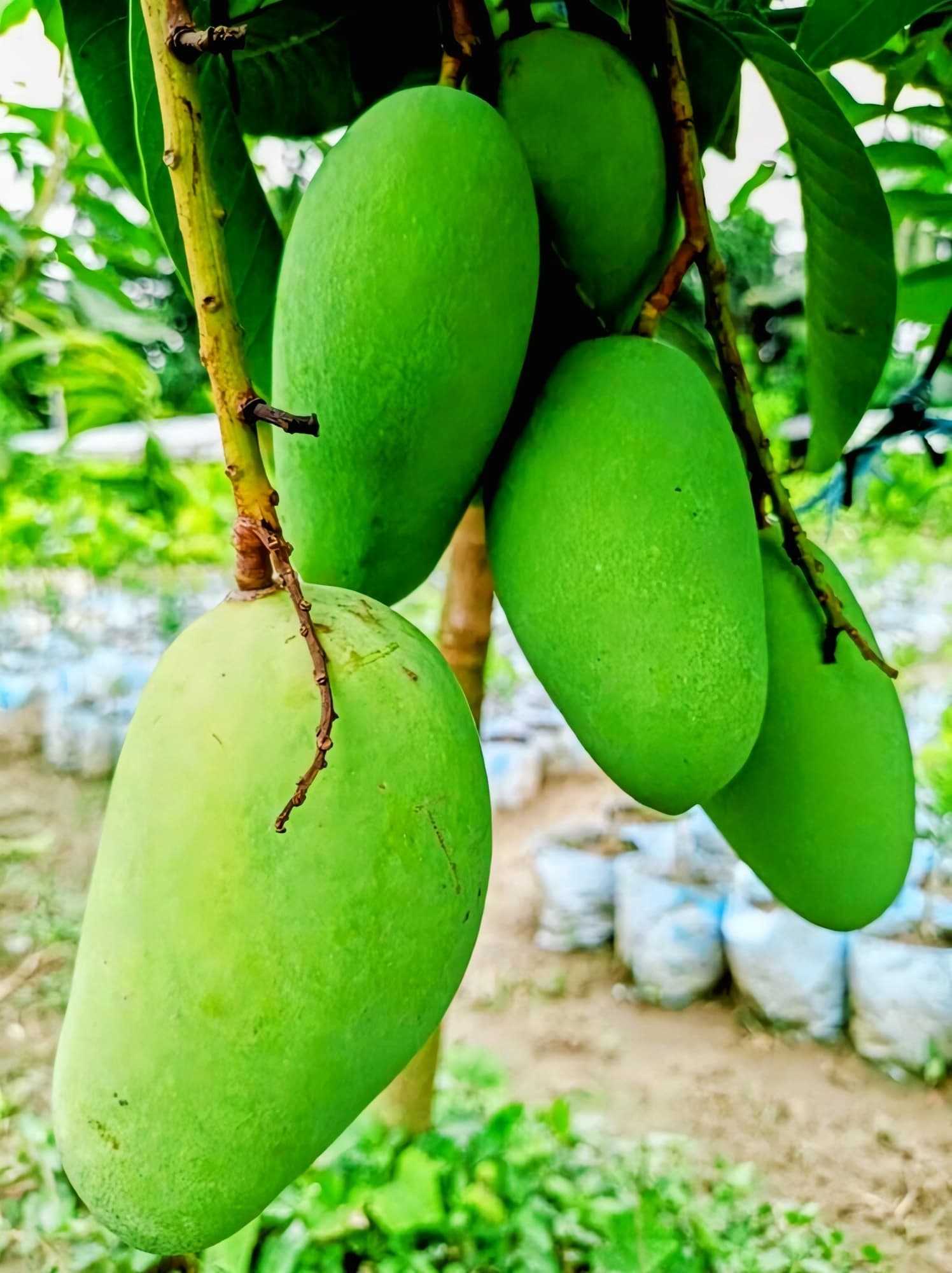 Katimon Mango Plant