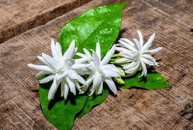 Arabian Jasmine