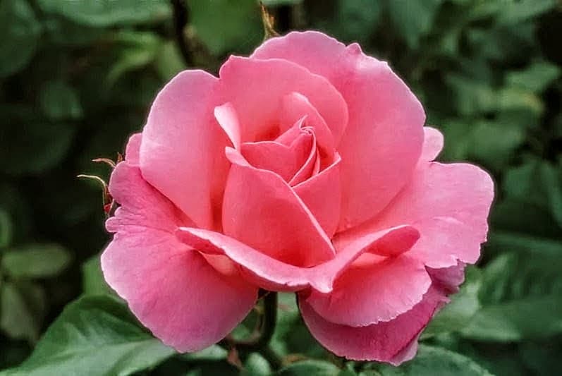 Queen Elizabeth or Pink Queen