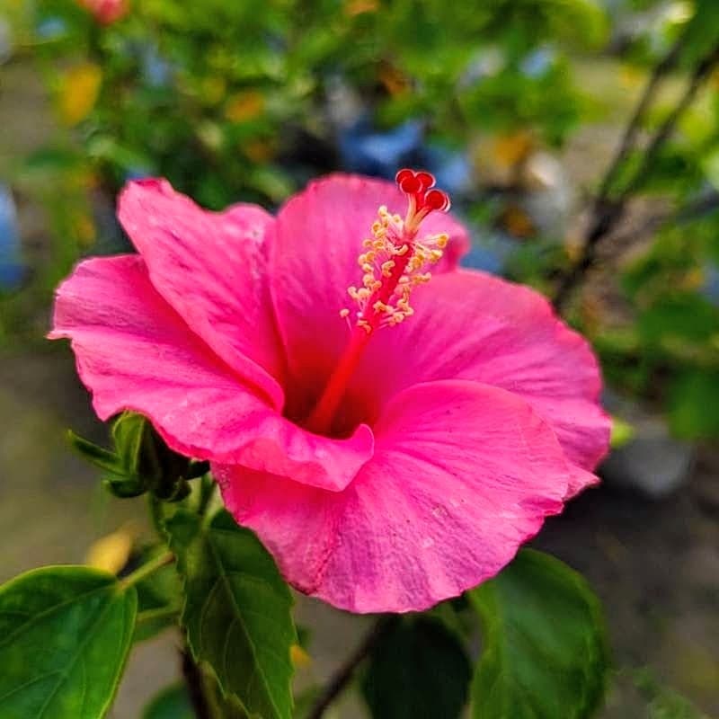 Anne Arundel Hibiscus Plant