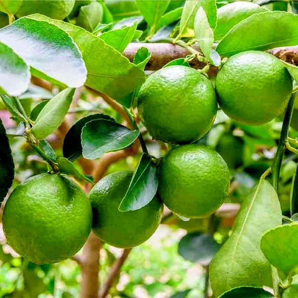 Acid Lime (Kolkata Pati)