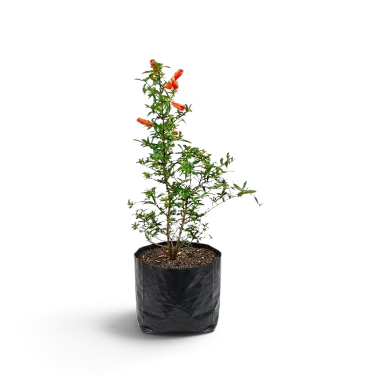 Pomegranate Plant
